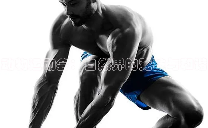 动物运动会：自然界的竞技与和谐